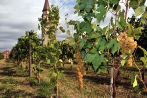 vendemmia-ridotta