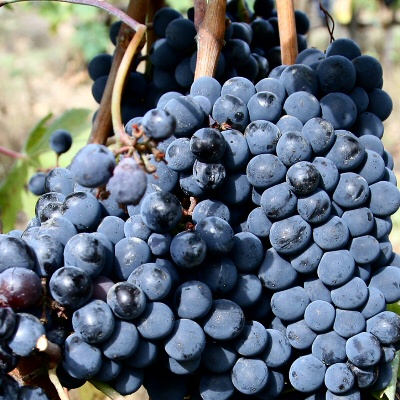 chianti-progetto